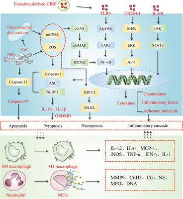 Exosome-derived CIRP: An amplifier of inflammatory diseases